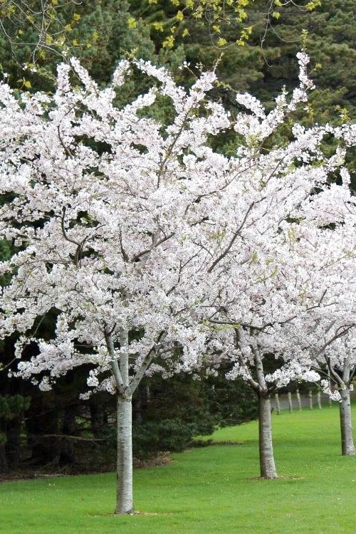 Yoshino Flowering Cherry Tree - 2 Gallon Pot 1 Yoshino Flowering Cherry Tree - 2 Gallon Pot