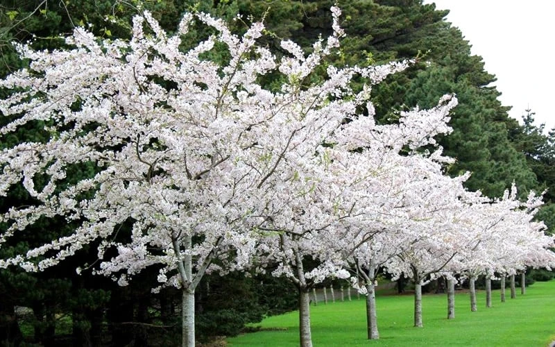 Yoshino Flowering Cherry Tree - 2 Gallon Pot 4 Yoshino Flowering Cherry Tree - 2 Gallon Pot - Image 4