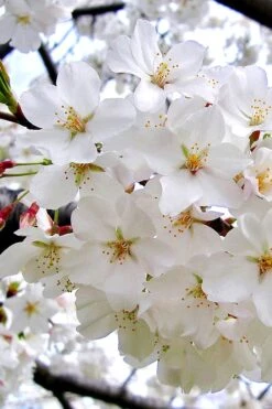 Yoshino Flowering Cherry Tree - 5 Gallon Pot -Green Haven Shop Cherry Yoshino 3 1