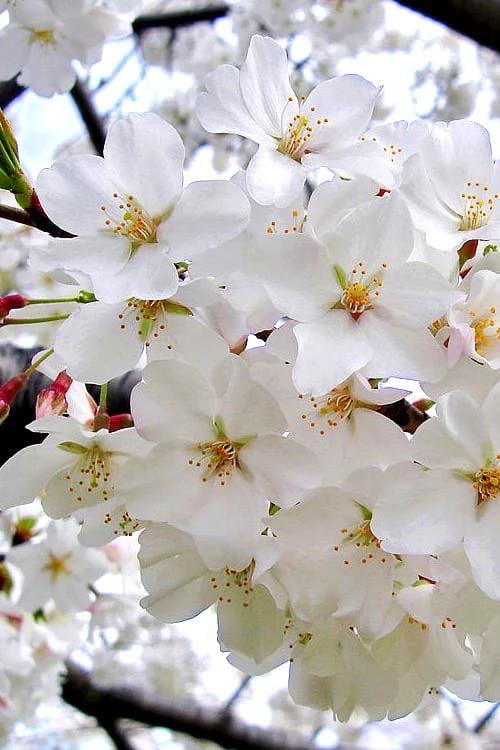 Yoshino Flowering Cherry Tree - 2 Gallon Pot 5 Yoshino Flowering Cherry Tree - 2 Gallon Pot - Image 5