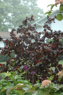 Red Dragon Contorted Filbert (Corylus Avellena) - 7 Gallon Pot