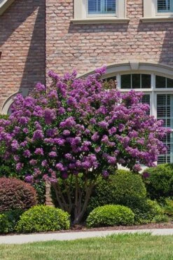 Catawba Purple Crape Myrtle - 5 Gallon Pot -Green Haven Shop Crape Myrtle Catawba 5