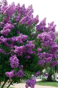 Catawba Purple Crape Myrtle - 5 Gallon Pot -Green Haven Shop Crape Myrtle Catawba 500x750 1