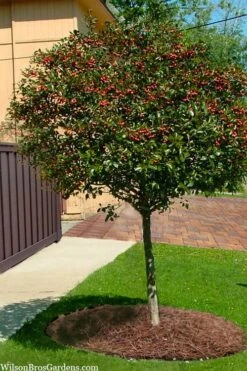 Mayhaw Tree (Crataegus Astivalis) - 5 Gallon Pot 13 Mayhaw Tree (Crataegus Astivalis) - 5 Gallon Pot -Green Haven Shop Crataegus aestivalis eastern mayhaw tree 10