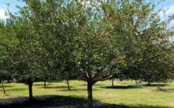 Mayhaw Tree (Crataegus Astivalis) - 5 Gallon Pot 17 Mayhaw Tree (Crataegus Astivalis) - 5 Gallon Pot -Green Haven Shop Crataegus aestivalis eastern mayhaw tree 5