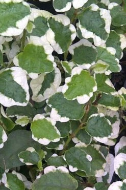 Variegated Creeping Fig (Ficus Pumila 'Variegata') - 10 Pack Of 4" Pint Pots -Green Haven Shop Creeping Fig Variegated Ficus Pumila Rev 500x750 1