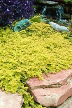 Golden Creeping Jenny - Lysimachia Nummularia Aurea - 5 Pack Of Pint Pots -Green Haven Shop Creeping Jenny 20 1
