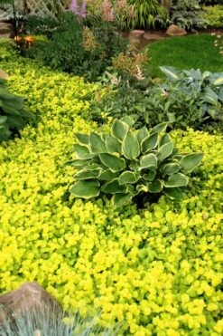 Golden Creeping Jenny (Lysimachia Nummularia 'Aurea') - 5 Pack Of Quart Pots -Green Haven Shop Creeping Jenny 21