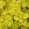 Golden Creeping Jenny - Lysimachia Nummularia Aurea - 5 Pack Of Pint Pots