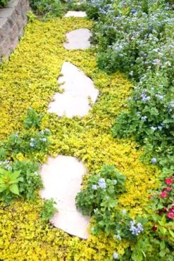 Golden Creeping Jenny - Lysimachia Nummularia Aurea - 5 Pack Of Pint Pots -Green Haven Shop Creeping Jenny 25 1