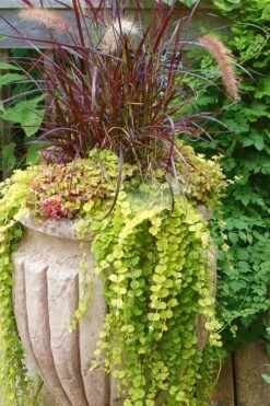 Golden Creeping Jenny - Lysimachia Nummularia Aurea - 5 Pack Of Pint Pots -Green Haven Shop Creeping Jenny 26 1