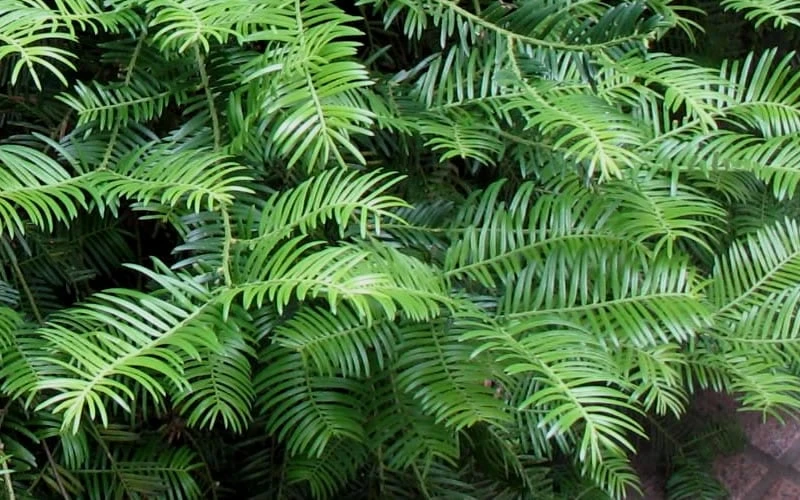 Creeping Japanese Plum Yew (Cephalotaxus Harringtonia 'Prostrata') - 1 Gallon Pot 5 Creeping Japanese Plum Yew (Cephalotaxus Harringtonia 'Prostrata') - 1 Gallon Pot - Image 5