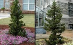 Black Dragon Cryptomeria - Japanese Cedar - 2 Gallon Pot -Green Haven Shop Cryptomeria Black Dragon 1