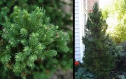 Black Dragon Cryptomeria - Japanese Cedar - 2 Gallon Pot -Green Haven Shop Cryptomeria Black Dragon 2