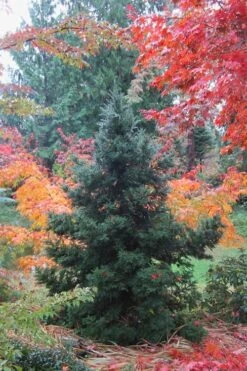 Black Dragon Cryptomeria - Japanese Cedar - 2 Gallon Pot