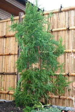 Rasen Sugi Cryptomeria Japanese Cedar - 3 Gallon Pot -Green Haven Shop Cryptomeria Rasen Sugi 1