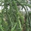 Rasen Sugi Cryptomeria Japanese Cedar - 3 Gallon Pot