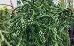 Rasen Sugi Cryptomeria Japanese Cedar - 2 Gallon Pot -Green Haven Shop Cryptomeria Rasen Sugi 3 1