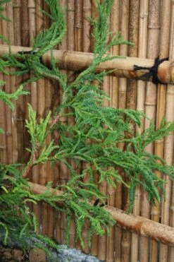 Rasen Sugi Cryptomeria Japanese Cedar - 3 Gallon Pot -Green Haven Shop Cryptomeria Rasen Sugi 4