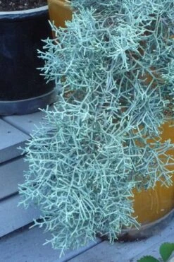 Blue Ice Arizona Cypress - 7 Gallon Pot (4-5') -Green Haven Shop Cypress Blue Ice 10