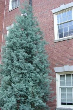 Blue Ice Arizona Cypress - 7 Gallon Pot (4-5') -Green Haven Shop Cypress Blue Ice Rev 500x750 1