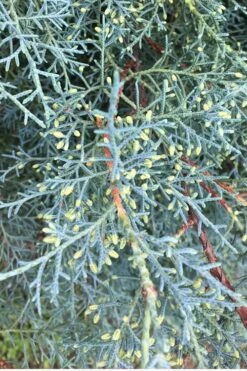 Carolina Sapphire Arizona Cypress - 7 Gallon Pot (5-6') -Green Haven Shop Cypress Carolina Sapphire 23 3