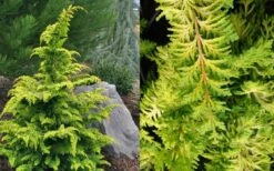 Gold Tip Fernspray Hinoki Cypress - 2 Gallon Pot 7 Gold Tip Fernspray Hinoki Cypress - 2 Gallon Pot -Green Haven Shop Cypress Gold Tip Fernspray