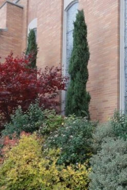 Italian Cypress - 7 Gallon Pot (4-5') -Green Haven Shop Cypress Italian 10