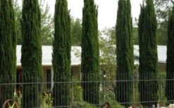 Italian Cypress - 7 Gallon Pot (4-5') -Green Haven Shop Cypress Italian 3
