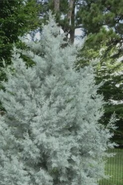 Silver Smoke Arizona Cypress - 6 Pack Of 1 Gallon Pots -Green Haven Shop Cypress Silver Smoke 20
