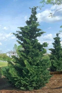 Slender Hinoki Cypress - 6 Pack Of 1 Gallon Pots -Green Haven Shop Cypress Slender Hinoki Rev 500x750 2