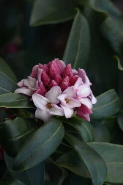 Zuiko Nishiki Winter Daphne Odora - 2 Gallon Pot -Green Haven Shop Daphne Odora Zuiko Nishiki 6