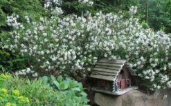 Summer Ice Daphne - 1 Gallon Pot -Green Haven Shop Daphne Summer Ice 4