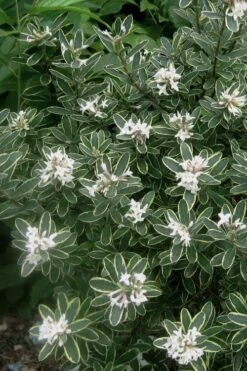 Summer Ice Daphne - 1 Gallon Pot -Green Haven Shop Daphne Summer Ice 6