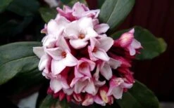 Greenleaf Pink Winter Daphne - 3 Gallon Pot -Green Haven Shop DaphneGreenleafPink