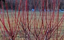 Flamingo Dappled Willow (Shrub Form) - 3 Gallon Pot -Green Haven Shop Dappled Willow Tree Stems