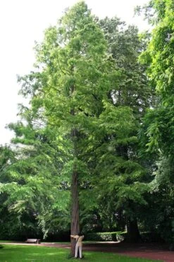 Dawn Redwood Tree - Metasequoia Glyptostroboides - 5 Gallon Pot -Green Haven Shop Dawn Redwood 1