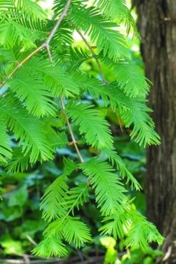 Dawn Redwood Tree - Metasequoia Glyptostroboides - 5 Gallon Pot -Green Haven Shop Dawn Redwood 2