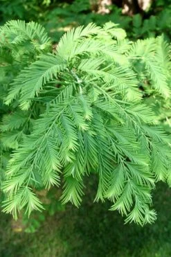 Dawn Redwood Tree - Metasequoia Glyptostroboides - 5 Gallon Pot -Green Haven Shop Dawn Redwood 3