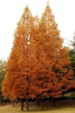 Dawn Redwood Tree - Metasequoia Glyptostroboides - 5 Gallon Pot -Green Haven Shop Dawn Redwood 4