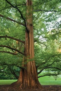 Dawn Redwood Tree - Metasequoia Glyptostroboides - 5 Gallon Pot -Green Haven Shop Dawn Redwood 6