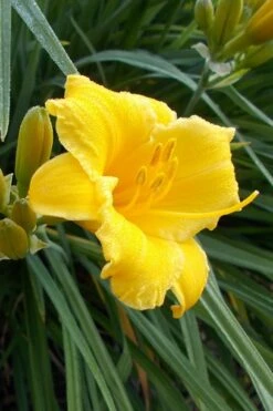 Evergreen Stella Daylily - 1 Gallon Pot -Green Haven Shop Daylily Evergreen Stella 1