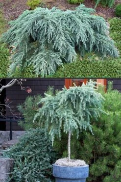 Feelin Blue Deodar Cedar (Single Trunk Tree Form) - 5 Gallon Pot -Green Haven Shop Deodar Cedar Feelin Blue 500x750 2