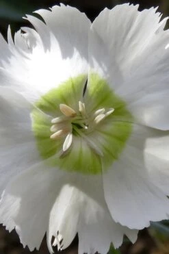 Charles Musgrave White Dianthus - 1 Gallon Pot