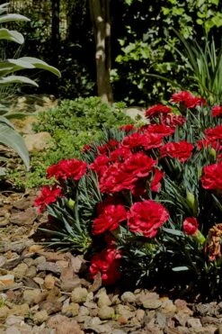 Super Trouper Velvet Red Dianthus (Carnation) - 10 Pack Of Quart Pots -Green Haven Shop Dianthus Super Trouper Velvet Red 1