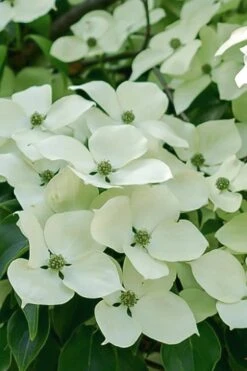 Blue Ray White Chinese Dogwood - Cornus Kousa - 5 Gallon Pot -Green Haven Shop Dogwood Blue Ray 16