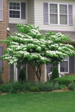 Blue Ray White Chinese Dogwood - Cornus Kousa - 5 Gallon Pot -Green Haven Shop Dogwood Blue Ray 4