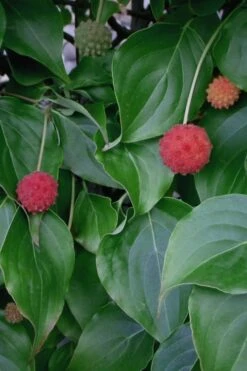 Blue Ray White Chinese Dogwood - Cornus Kousa - 5 Gallon Pot -Green Haven Shop Dogwood Blue Ray 6