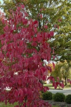 Blue Ray White Chinese Dogwood - Cornus Kousa - 5 Gallon Pot -Green Haven Shop Dogwood Blue Ray 7