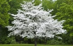 Jean's Appalachian Snow White Dogwood Tree - 7 Gallon Pot (4-5') 11 Jean's Appalachian Snow White Dogwood Tree - 7 Gallon Pot (4-5') -Green Haven Shop Dogwood Cherokee Princess 50